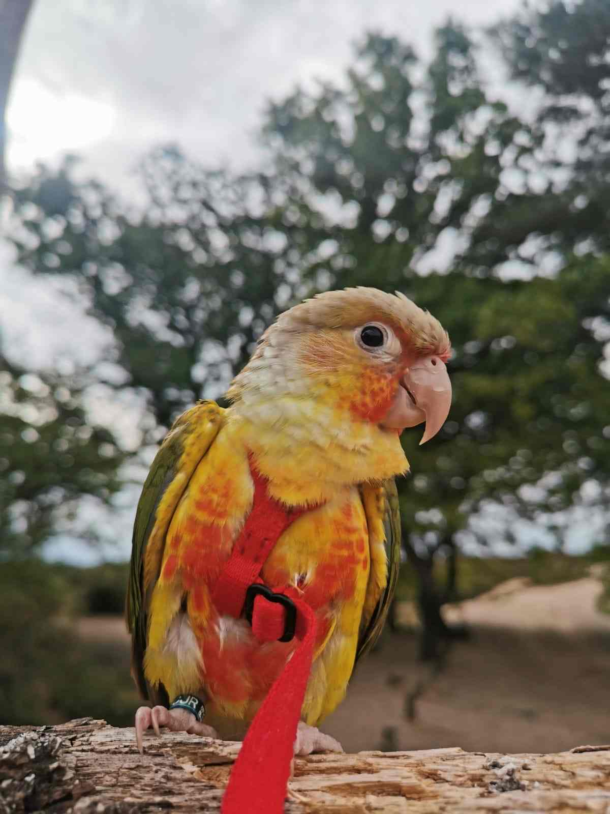 A Riverside Conure, a customer's conure